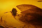 Detailed Fossil Caddisfly and Aphid in Baltic Amber #128288-3